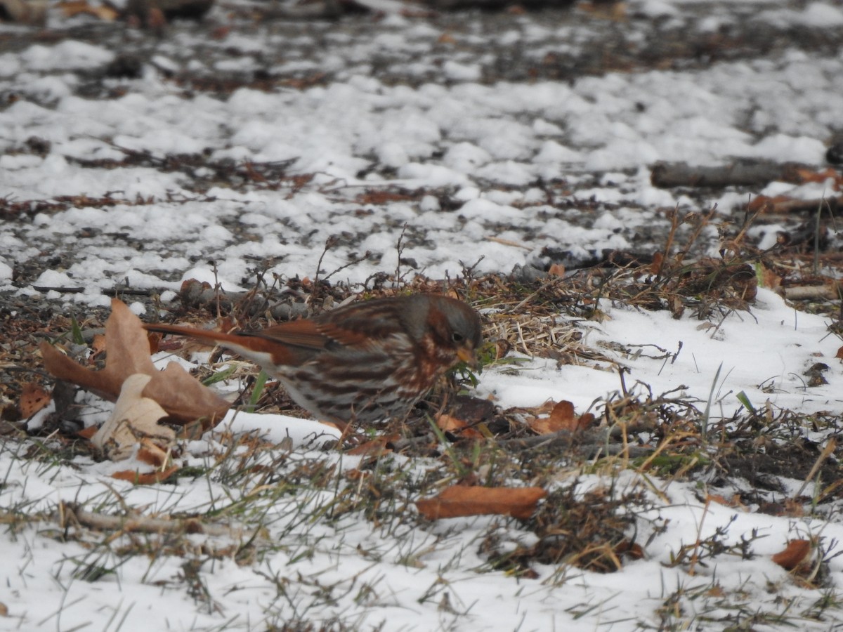 Fox Sparrow - ML647239891
