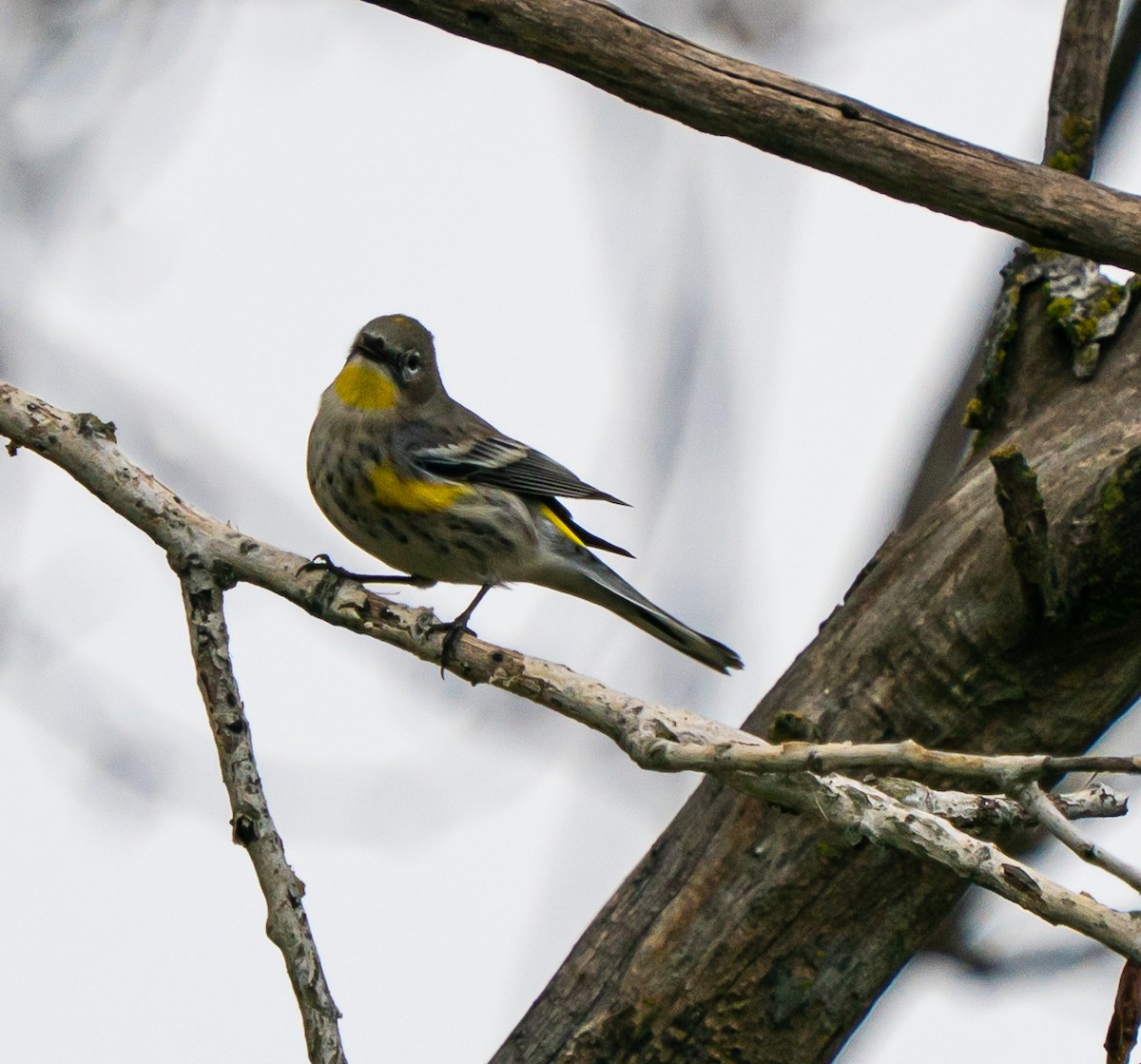 Yellow-rumped Warbler - ML647239922