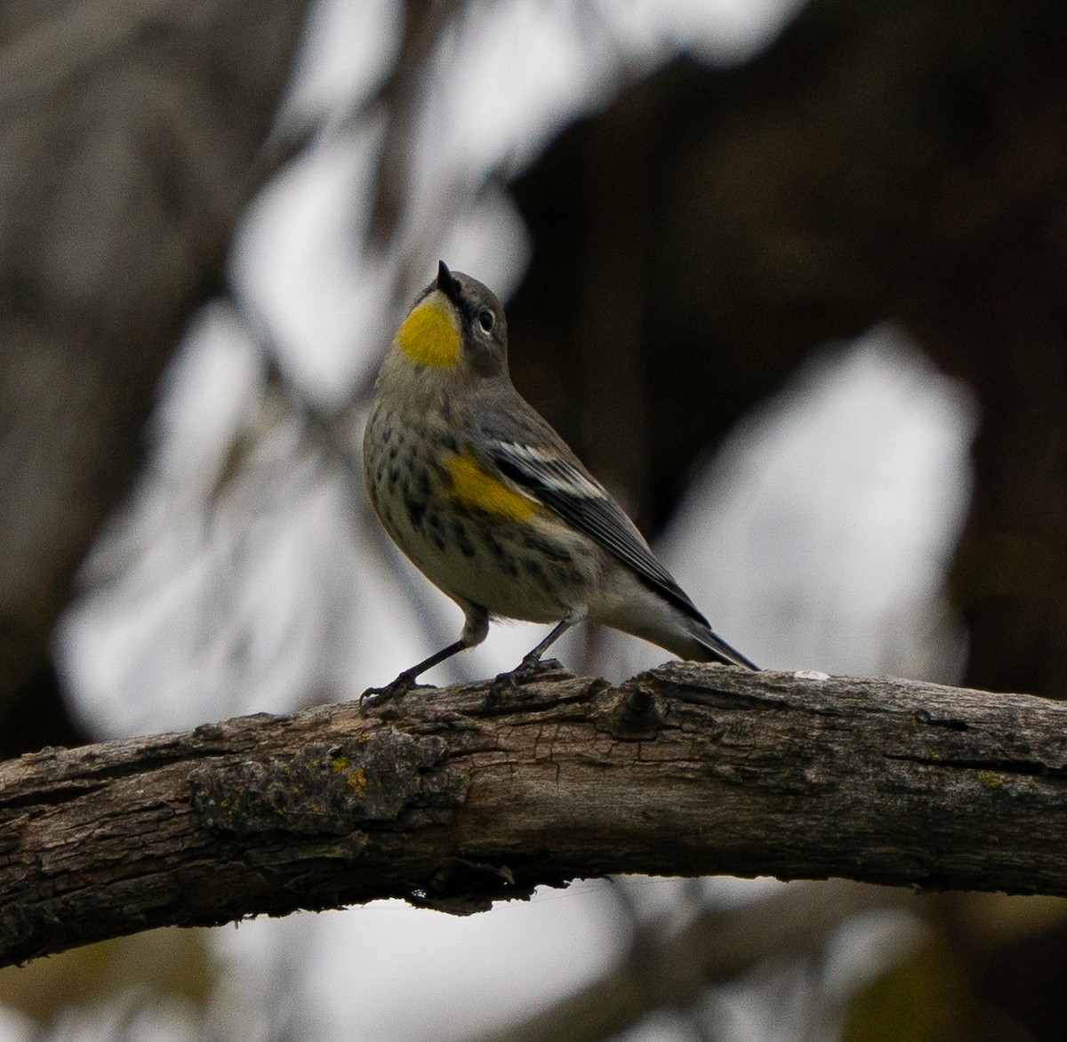 Yellow-rumped Warbler - ML647239923