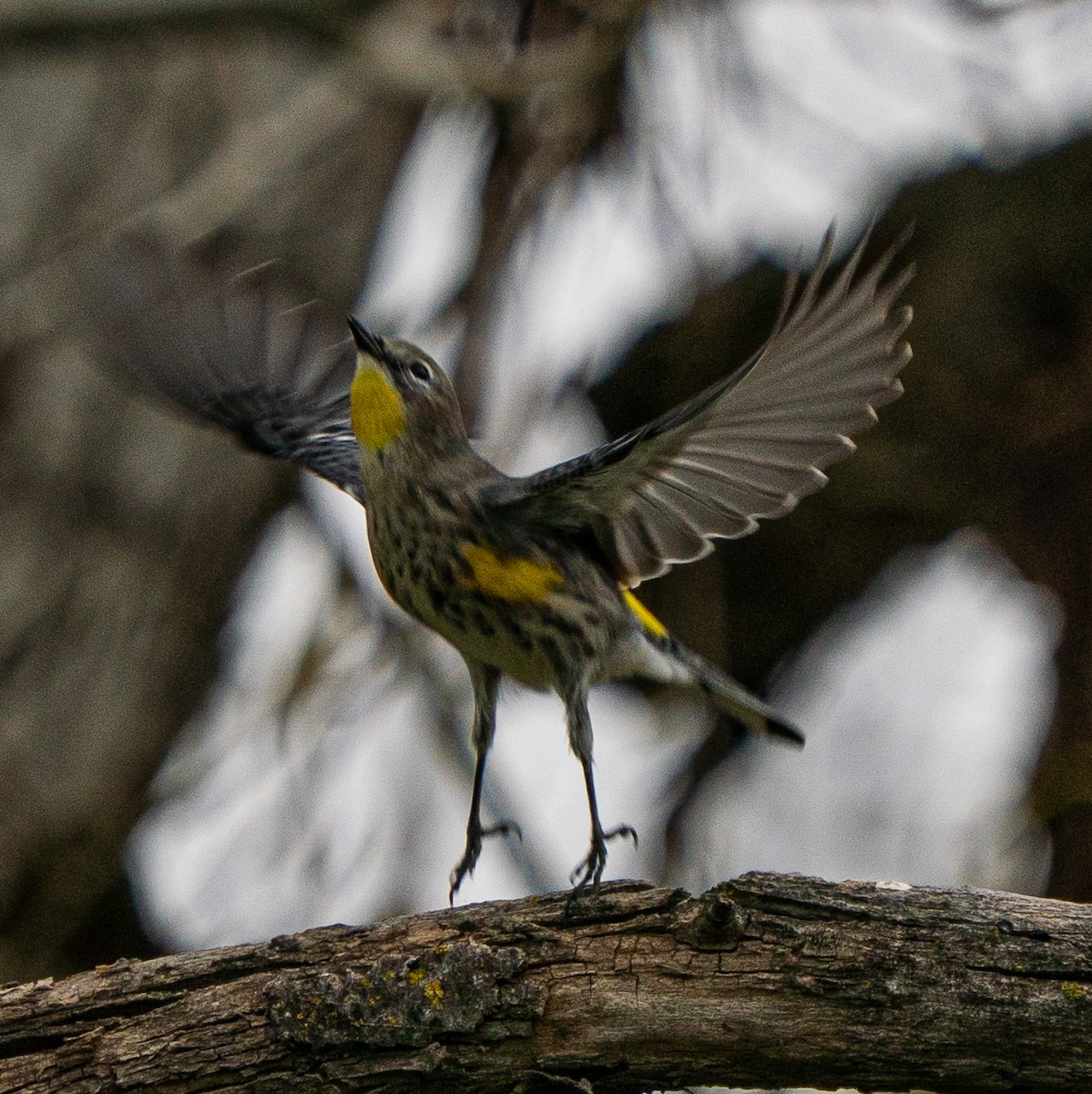 Yellow-rumped Warbler - ML647239924