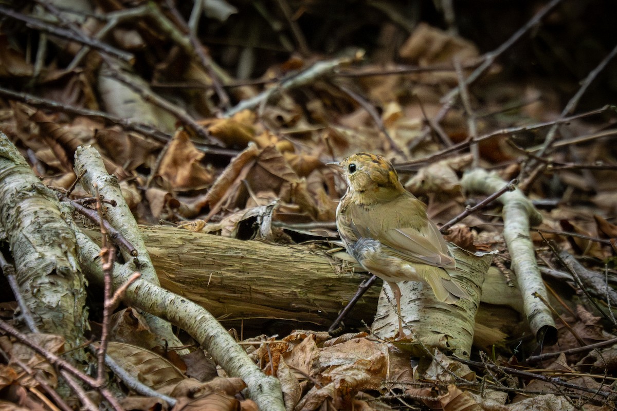 Ovenbird - ML647239925