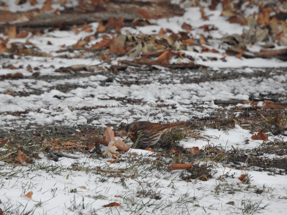 Fox Sparrow - ML647239927