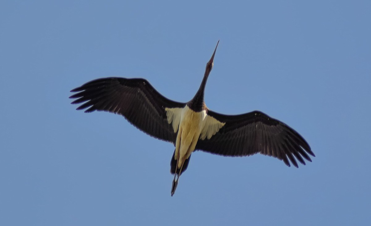 čáp černý - ML647239928