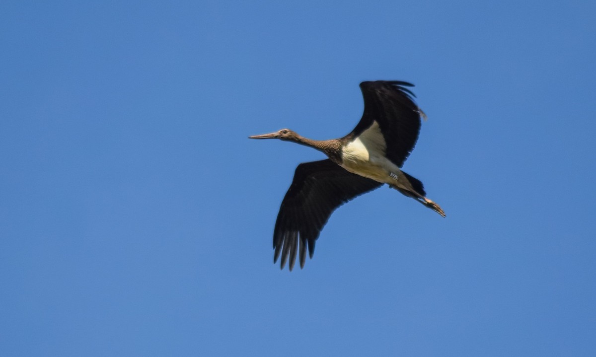 čáp černý - ML647239929