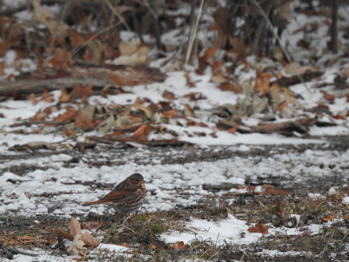 Fox Sparrow - ML647239936