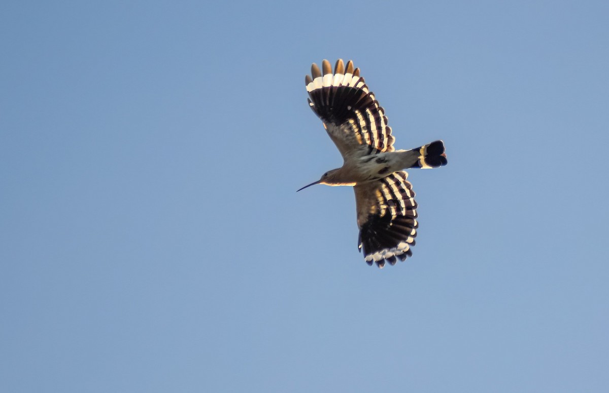 dudek chocholatý - ML647239937