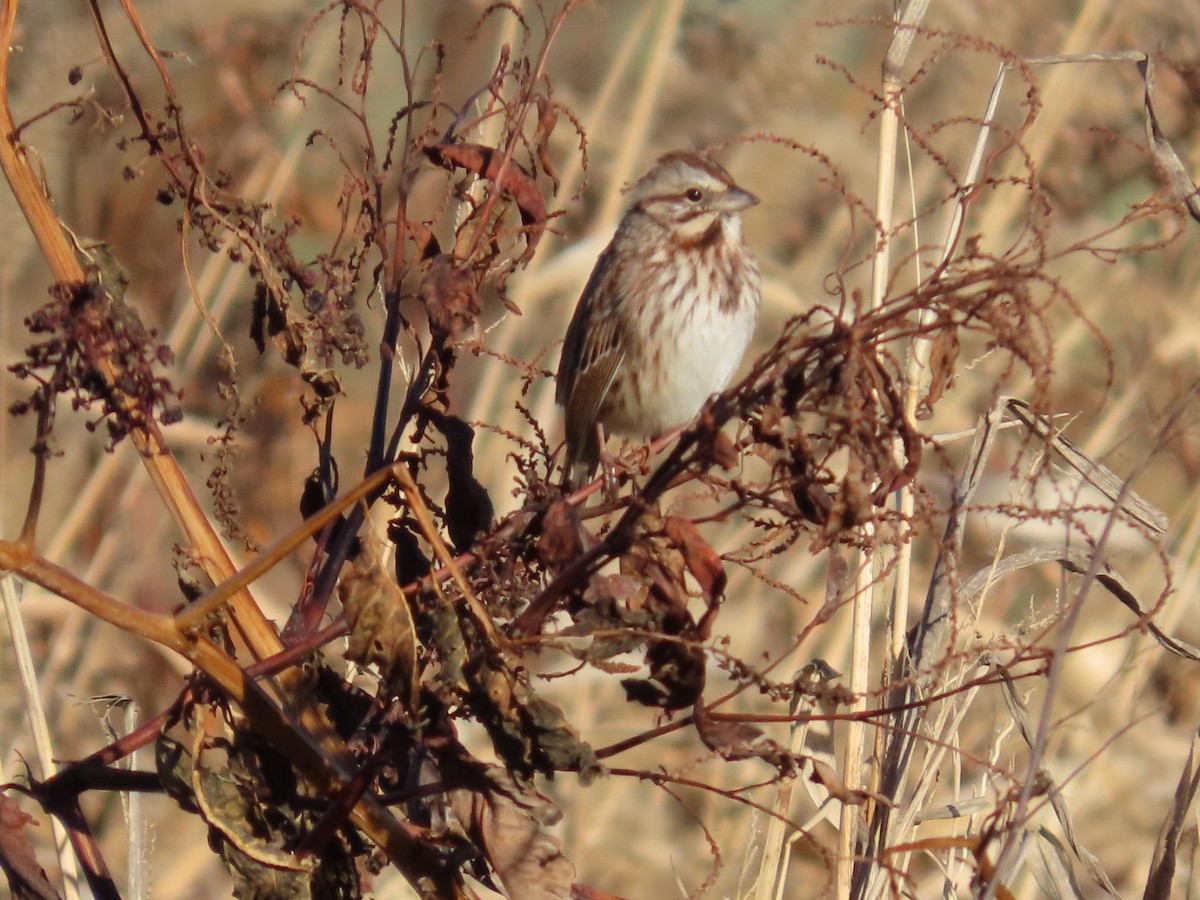 Song Sparrow - ML647239940