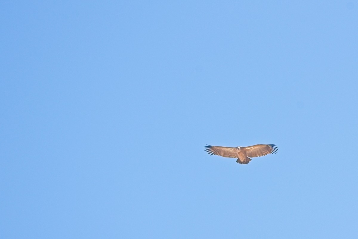 White-backed Vulture - ML647239943