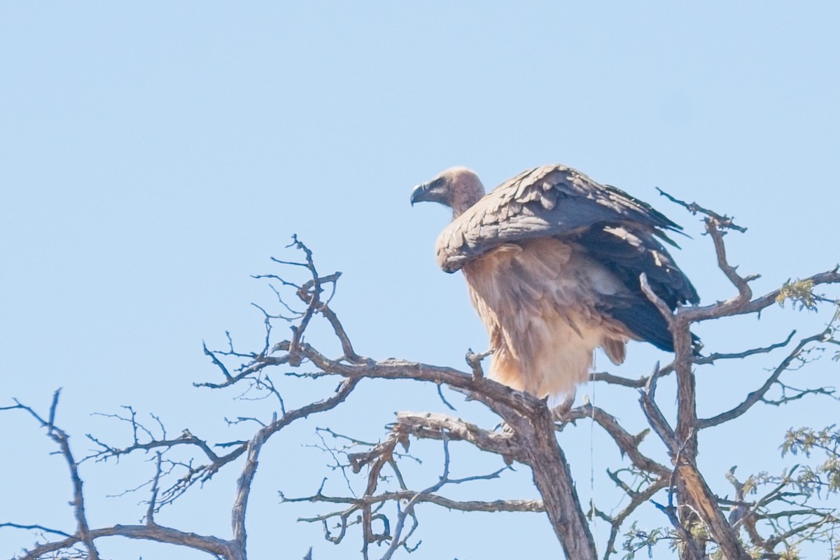 White-backed Vulture - ML647239944