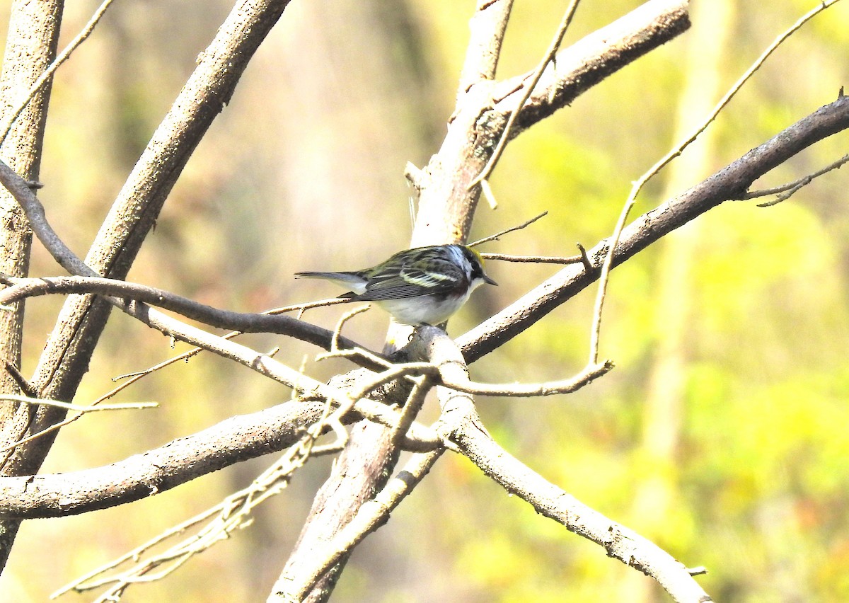 lesňáček rezavoboký - ML647239948