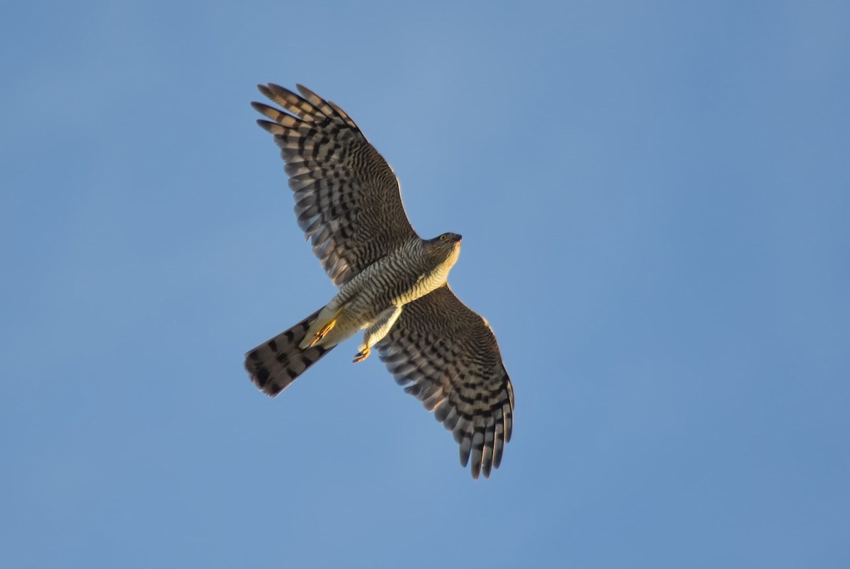 krahujec obecný - ML647239957