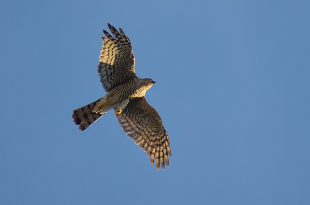 krahujec obecný - ML647239958