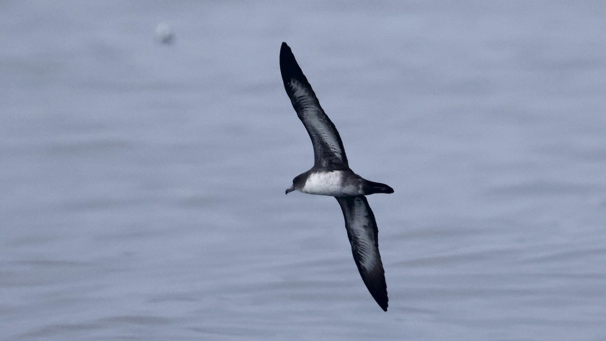 Pink-footed Shearwater - ML647239962