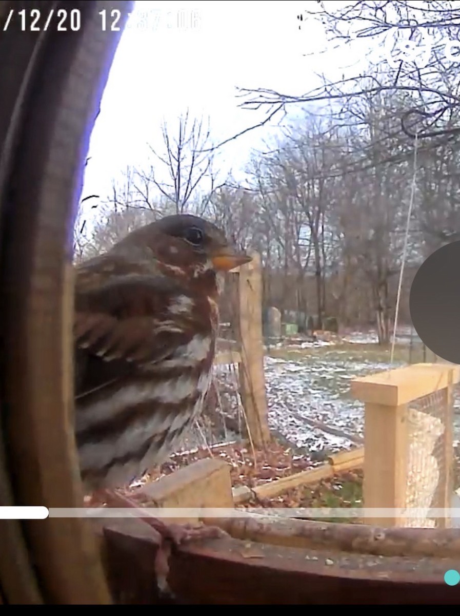 Fox Sparrow - ML647239965