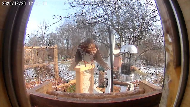 Fox Sparrow - ML647239973