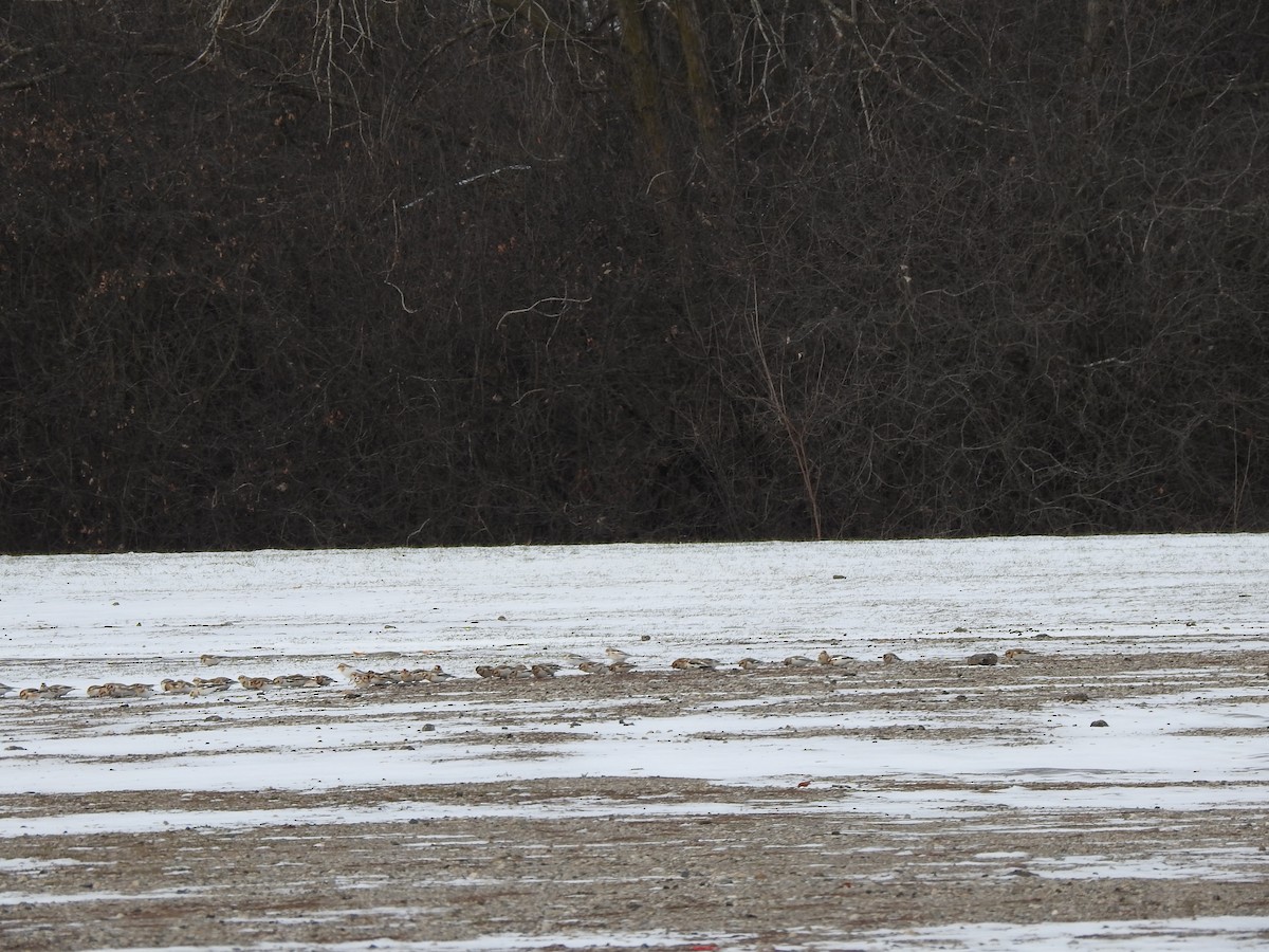 Schneeammer - ML647239977