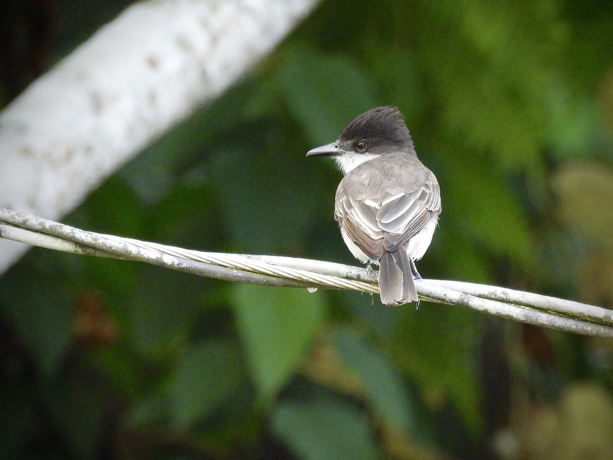 Антильский тиранн - ML647239982