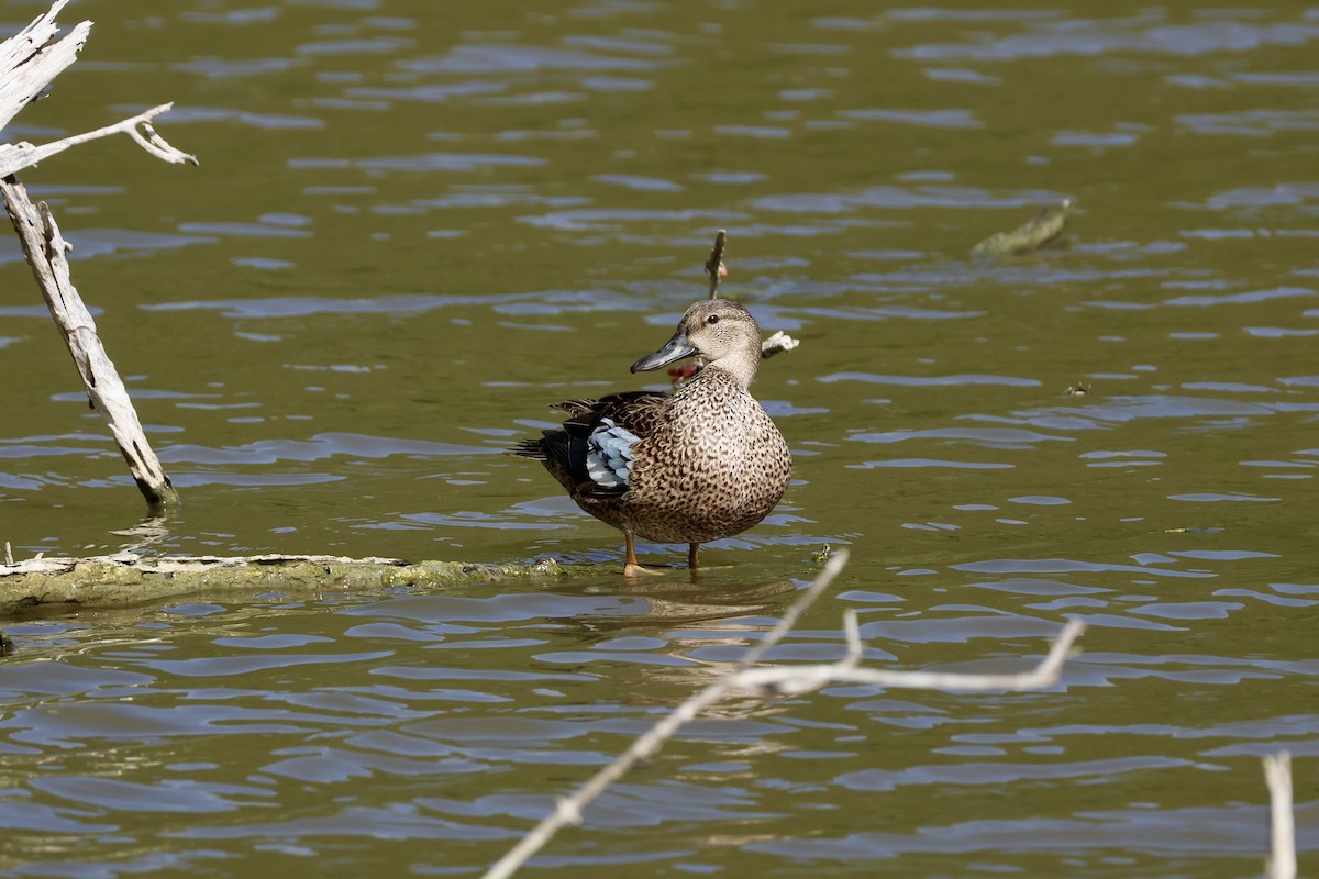 Blue-winged Teal - ML647239986