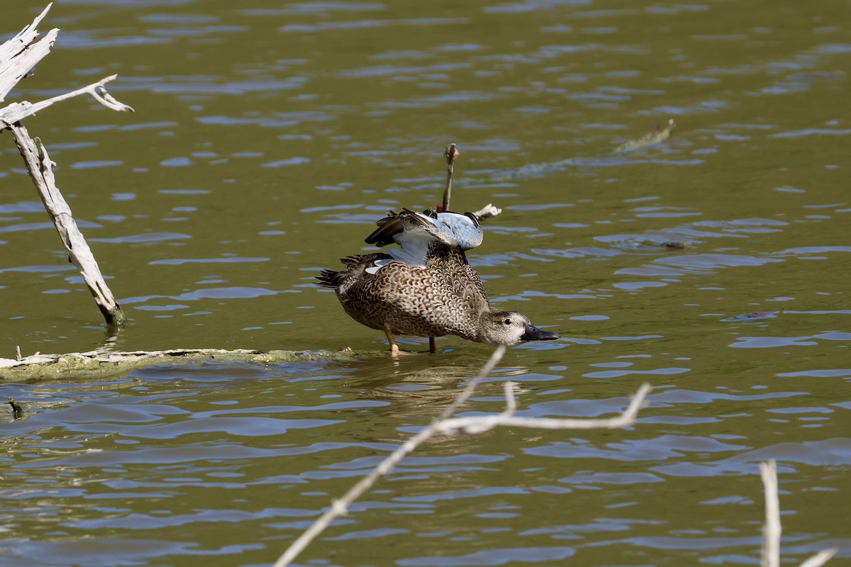 Blue-winged Teal - ML647239987