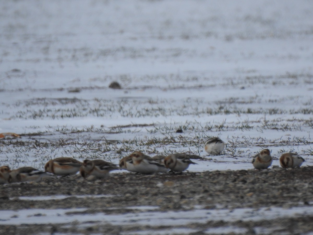 Schneeammer - ML647239991