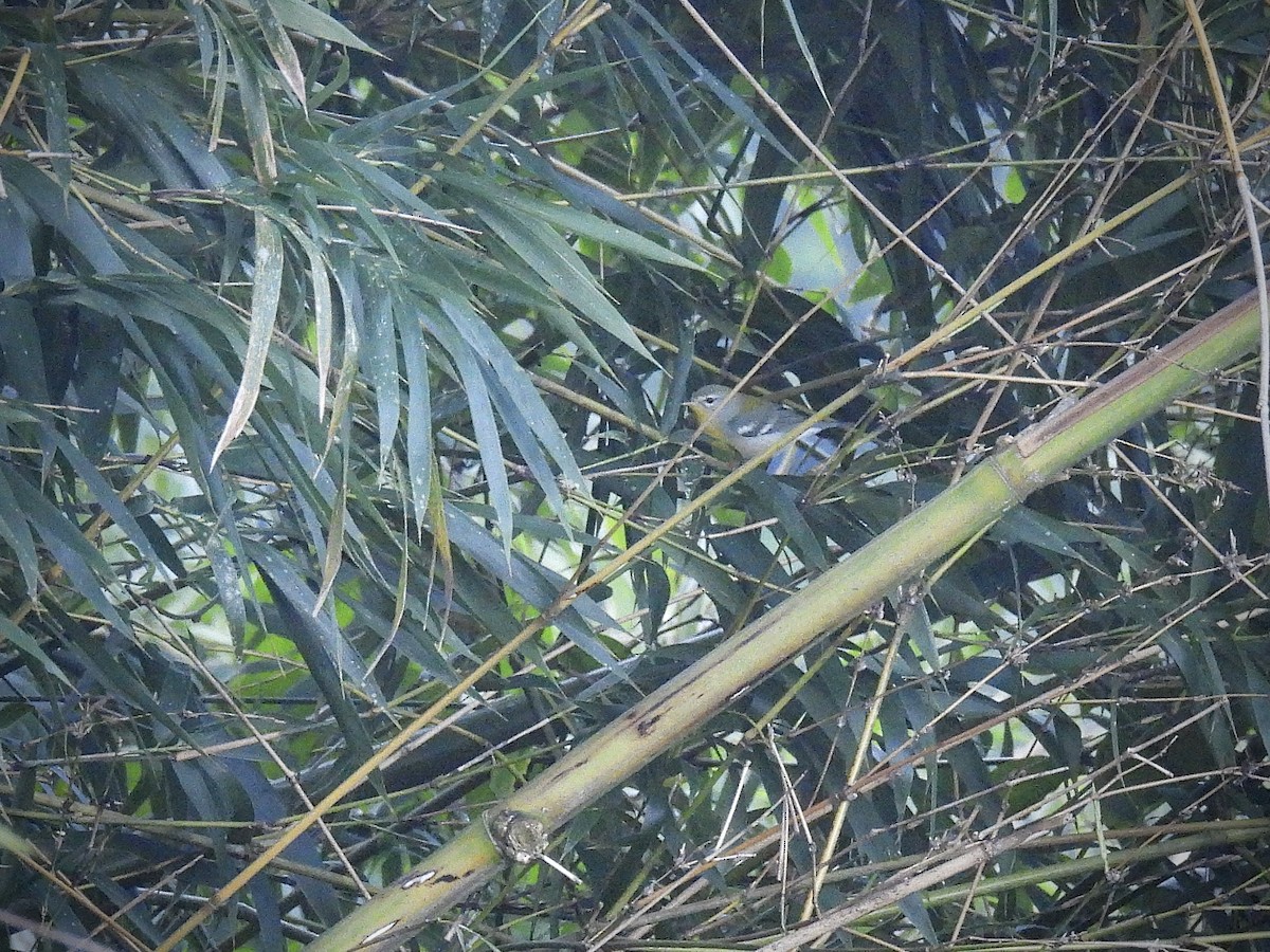 Northern Parula - ML647239994