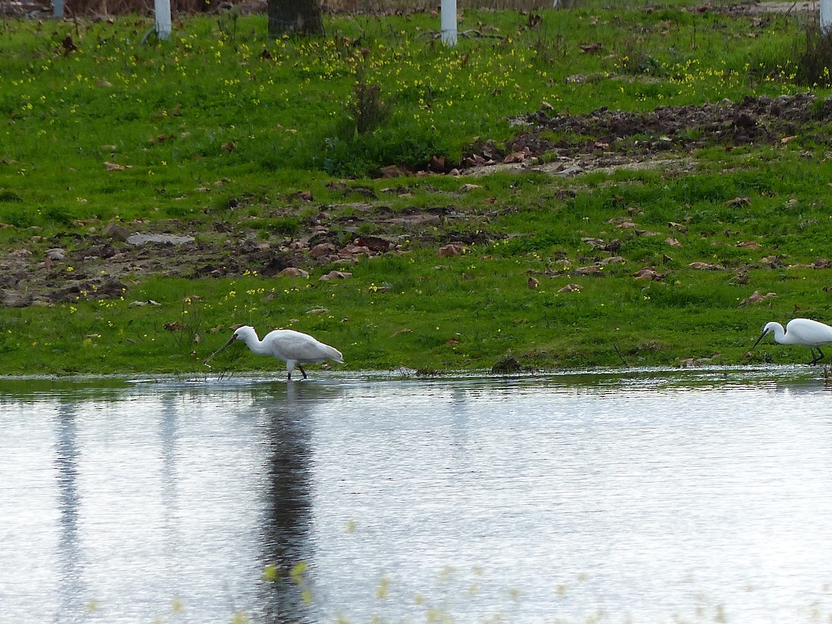 kolpík bílý - ML647239998