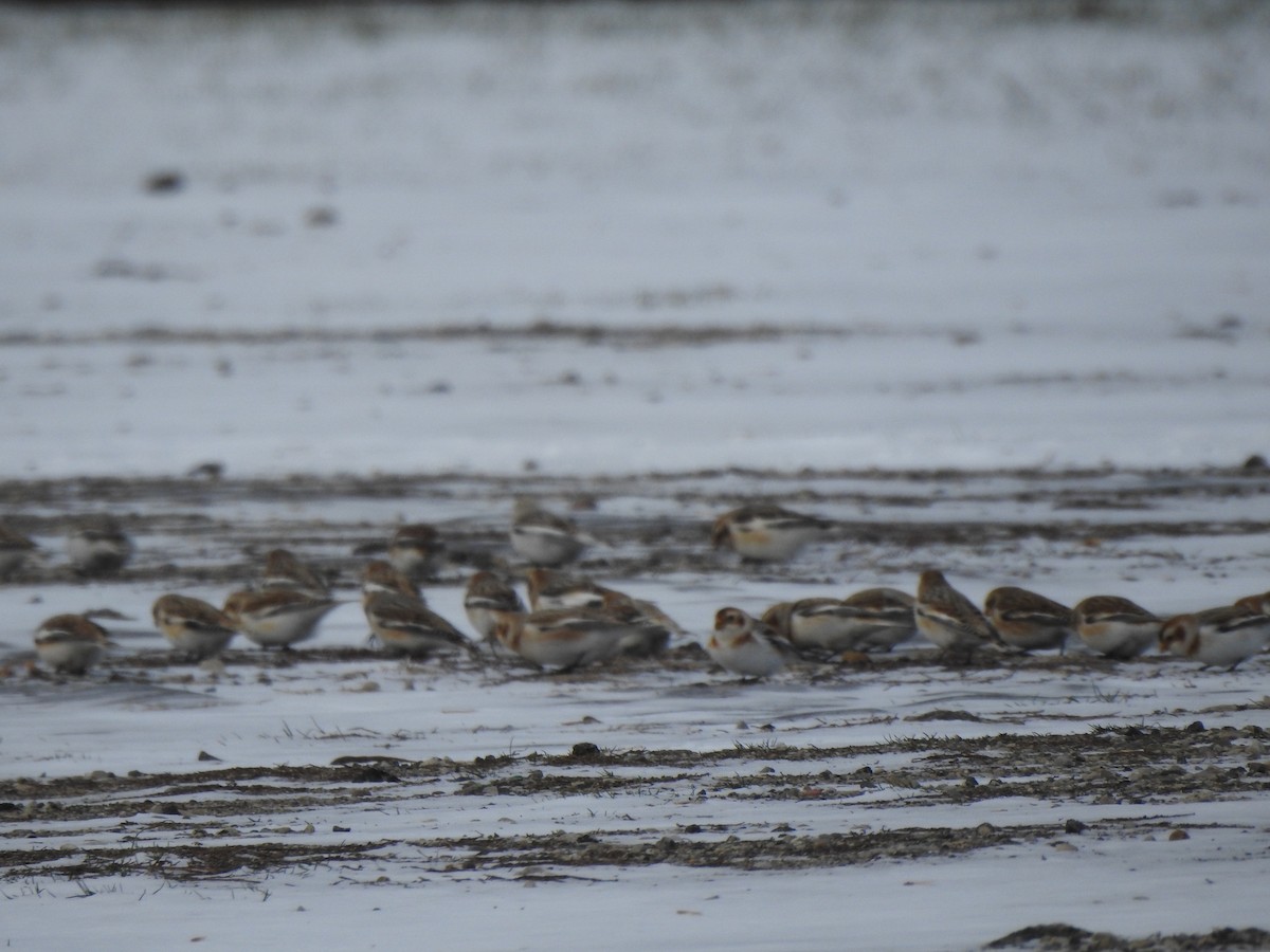 Schneeammer - ML647239999