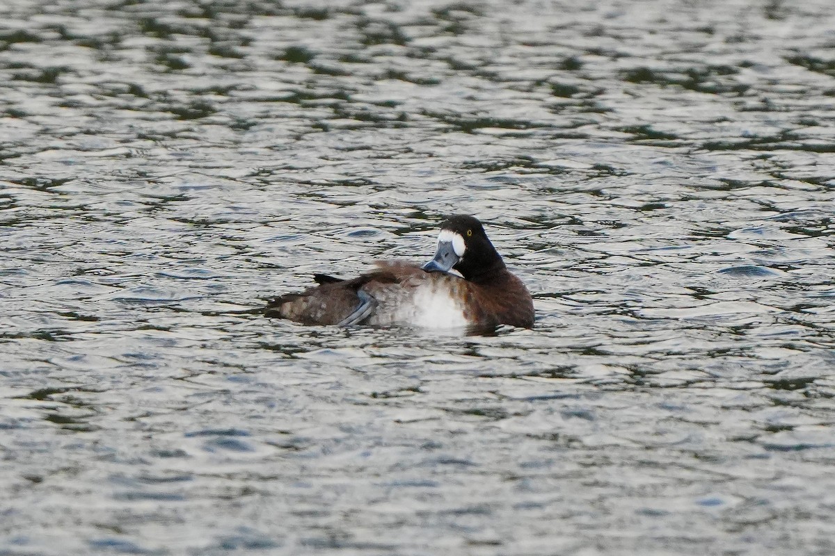 Тэнгисийн шумбуур - ML647240002