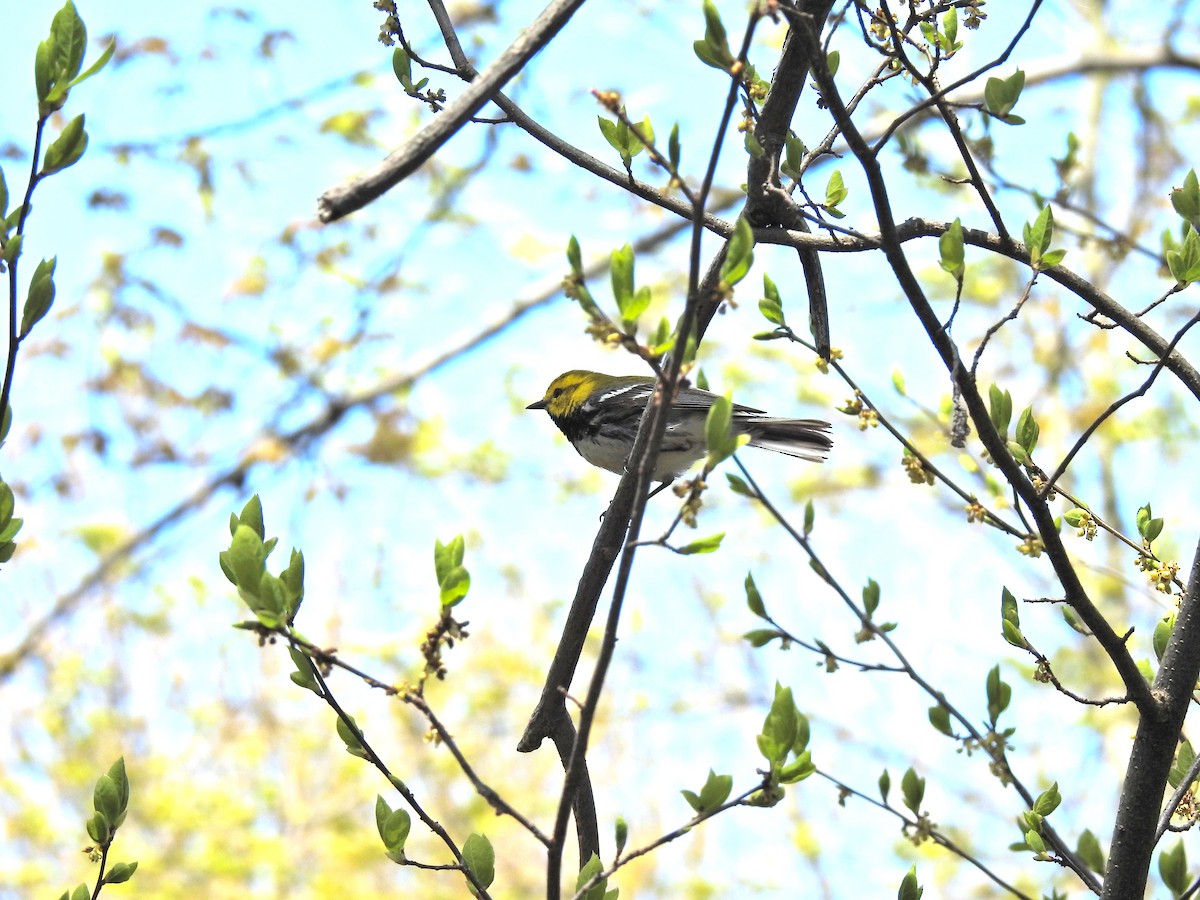 Black-throated Green Warbler - ML647240006