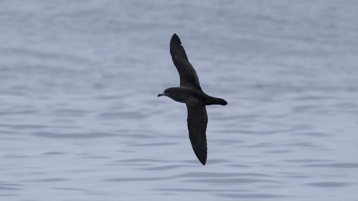 Sooty Shearwater - ML647240010