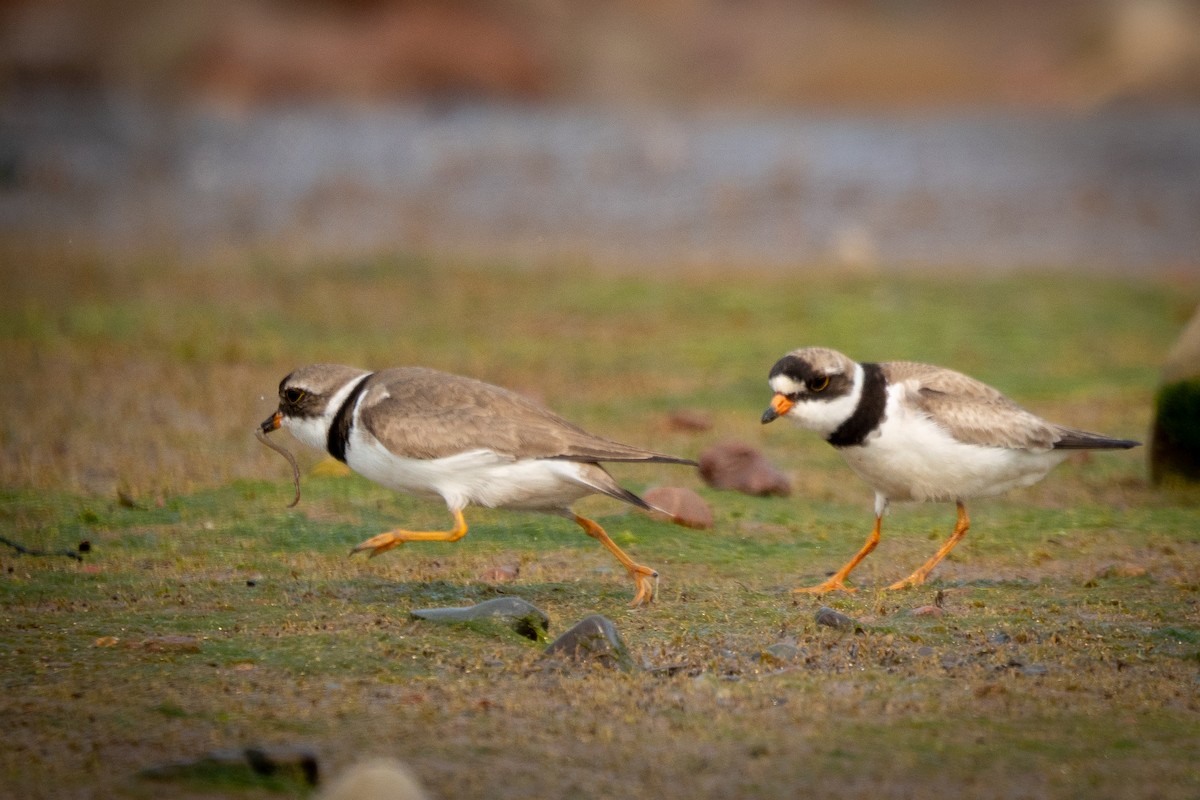 Semipalmated Plover - ML647240018