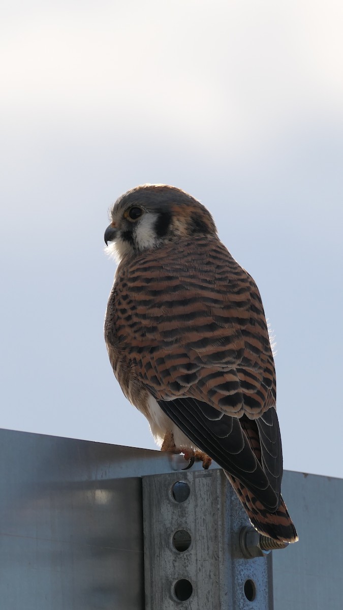 poštolka pestrá - ML647240027