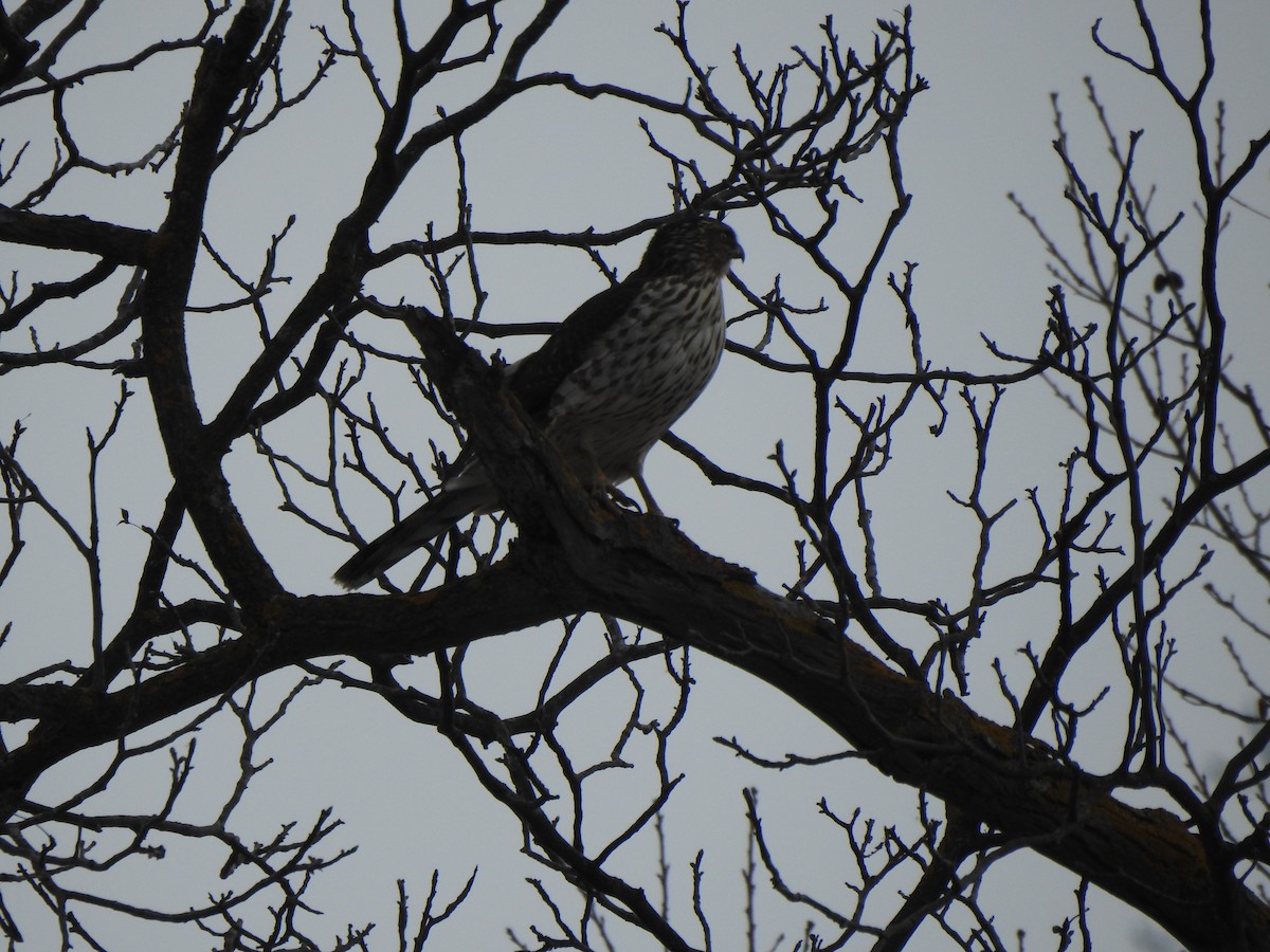 Rundschwanzhabicht - ML647240036