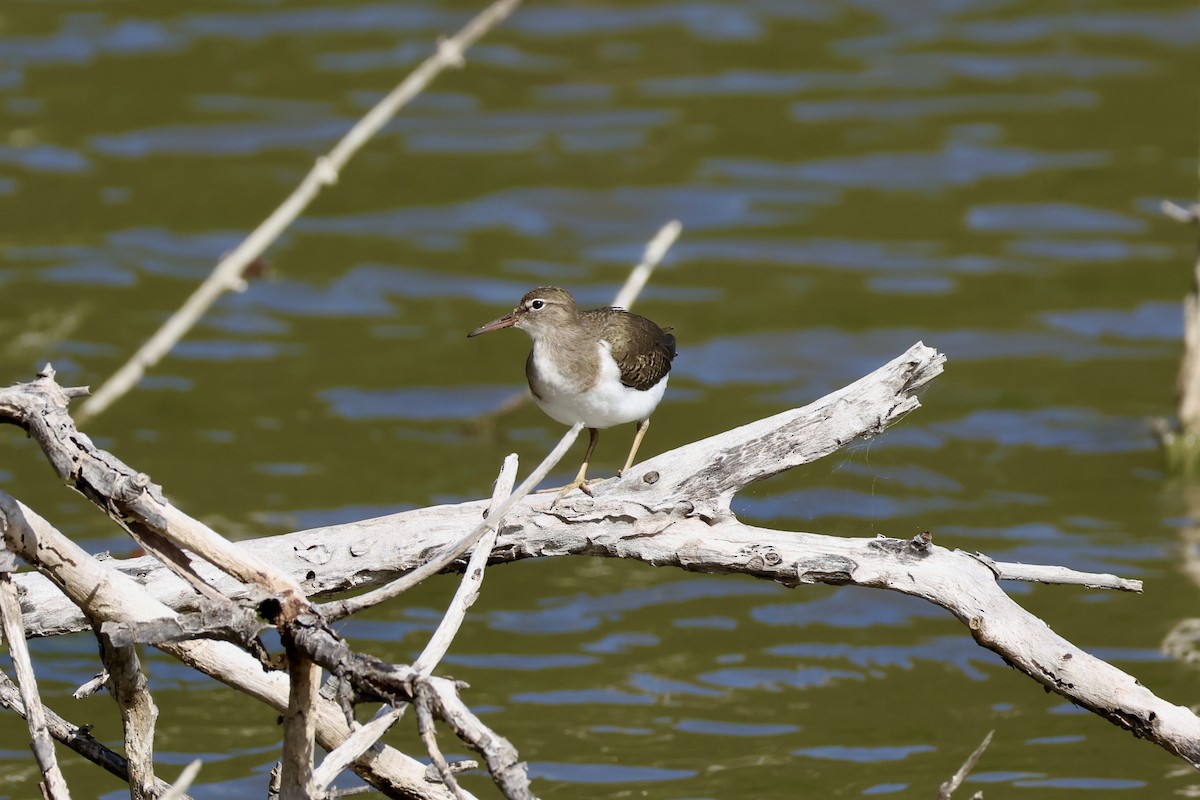 Benekli Düdükçün - ML647240039