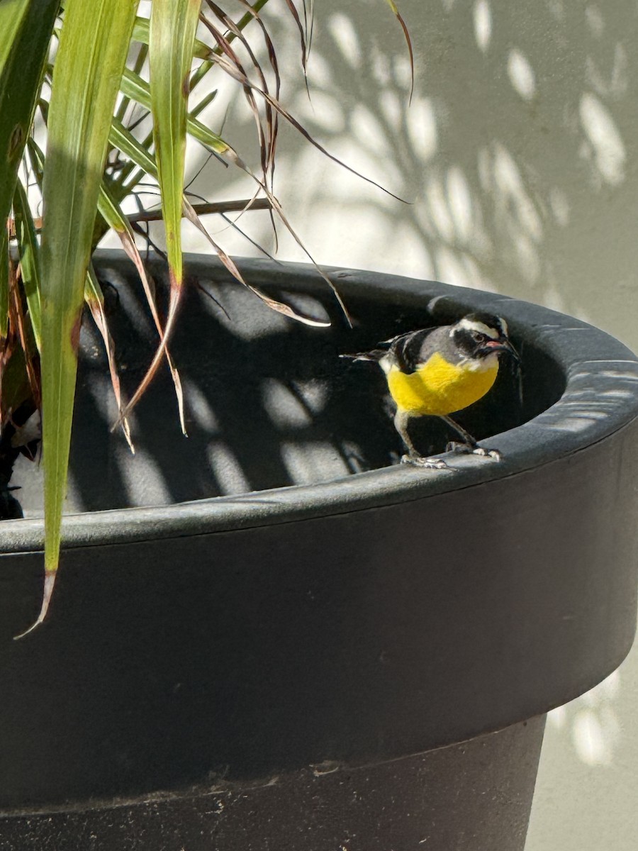 Sucrier à ventre jaune - ML647240069