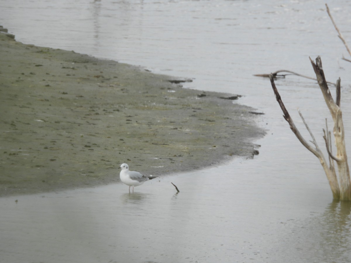 Мартин канадський - ML647240071