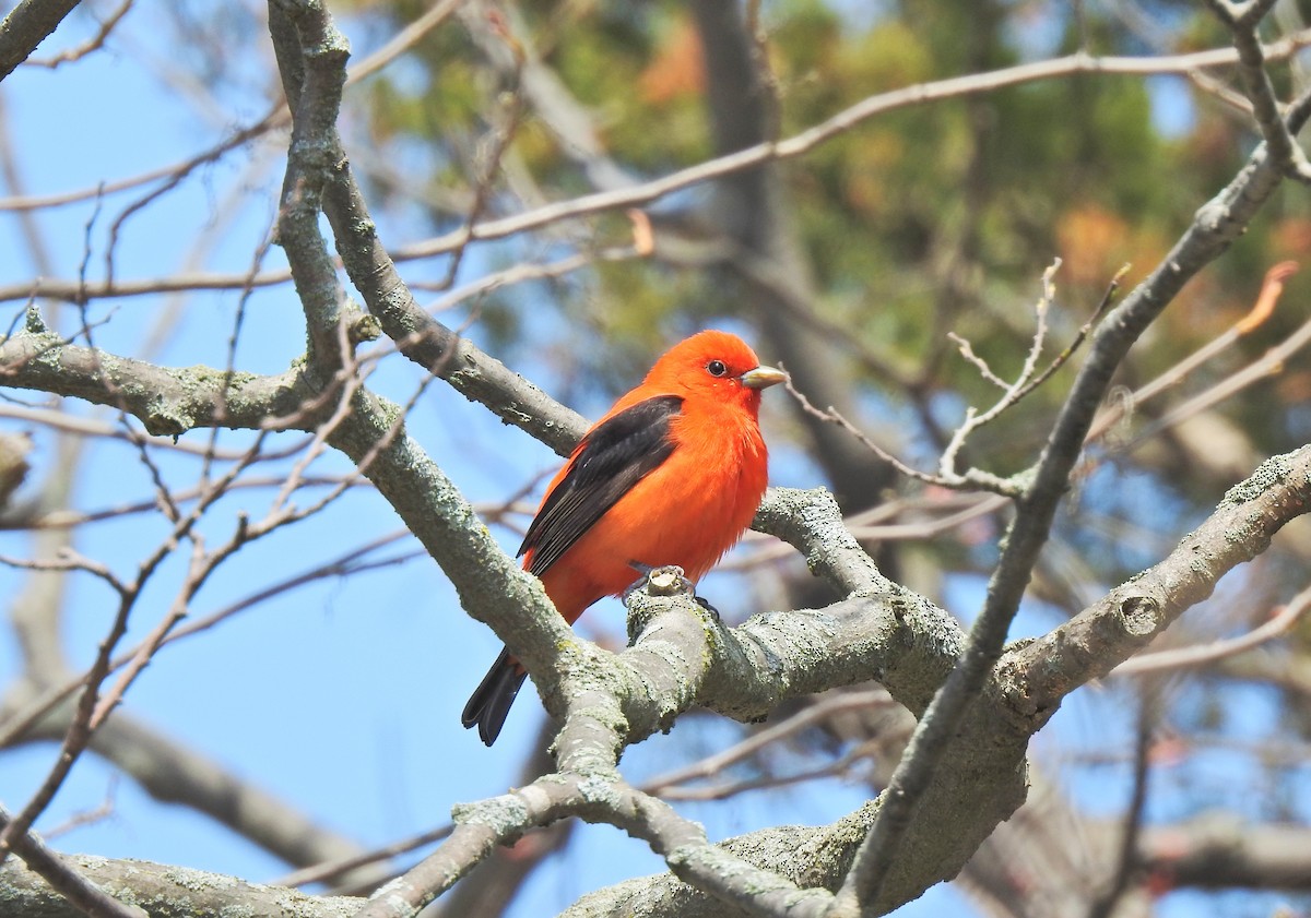 Scarlet Tanager - ML647240075