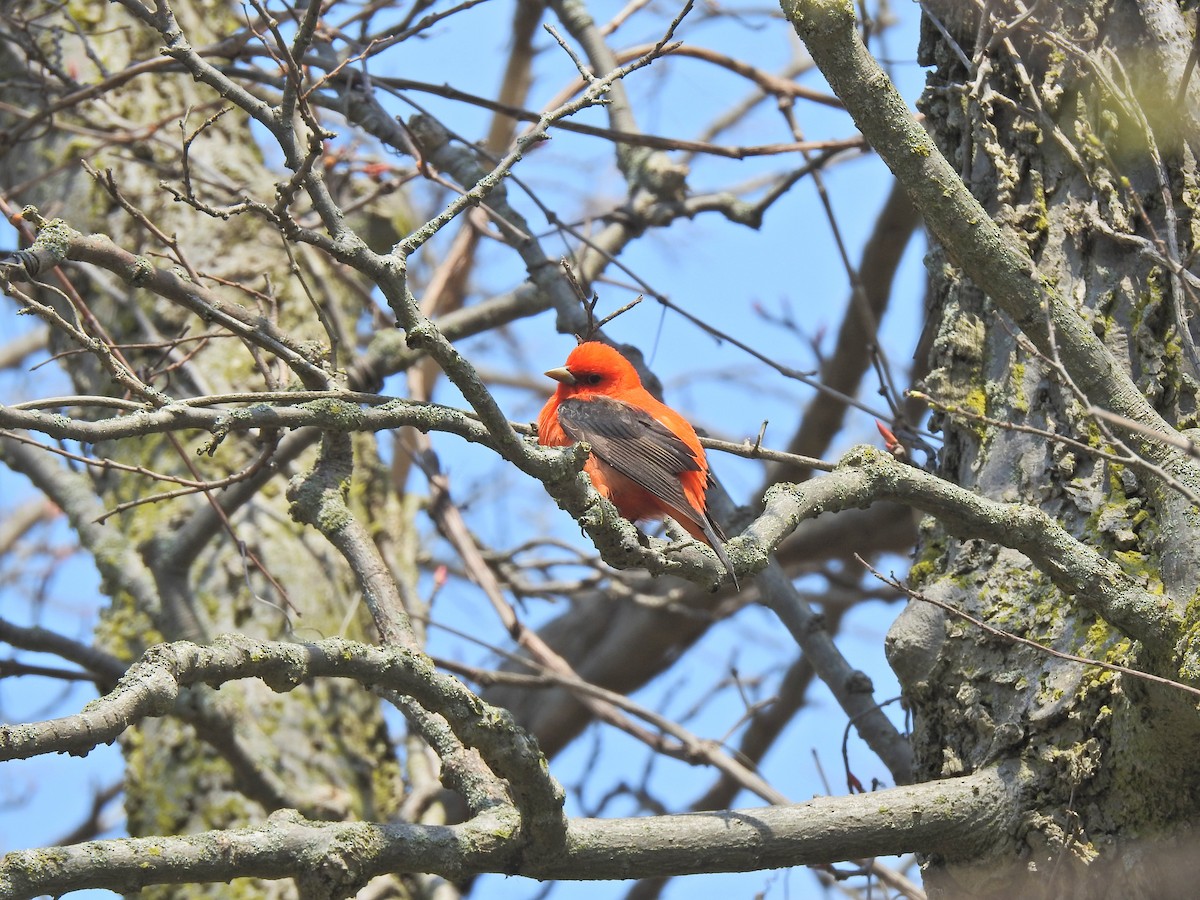 Scarlet Tanager - ML647240076