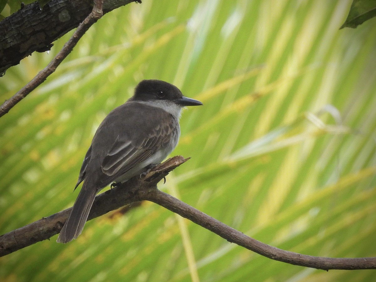 Антильский тиранн - ML647240079