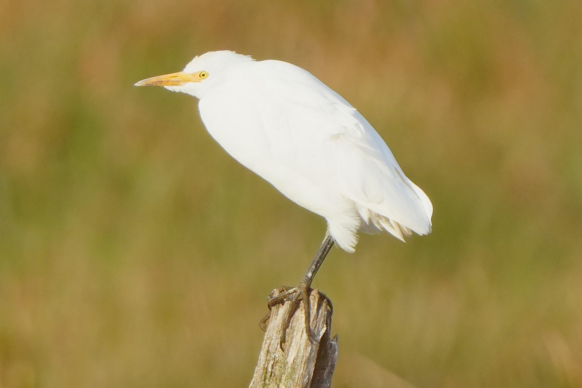 Western Cattle-Egret - ML647240080