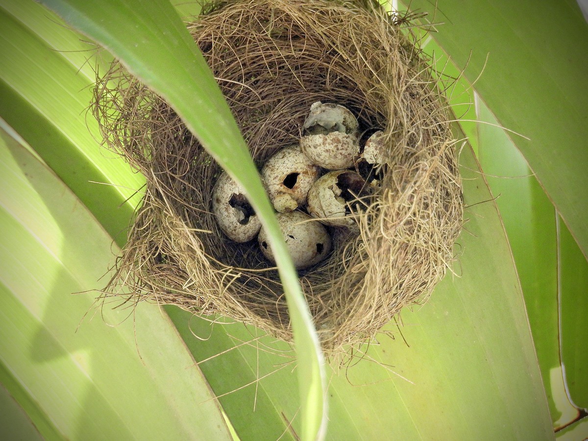 Porto Riko Turpiyali - ML647240090