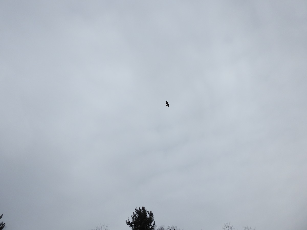 Weißkopf-Seeadler - ML647240092