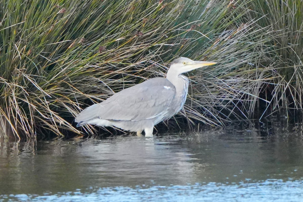 Хөх дэглий - ML647240096