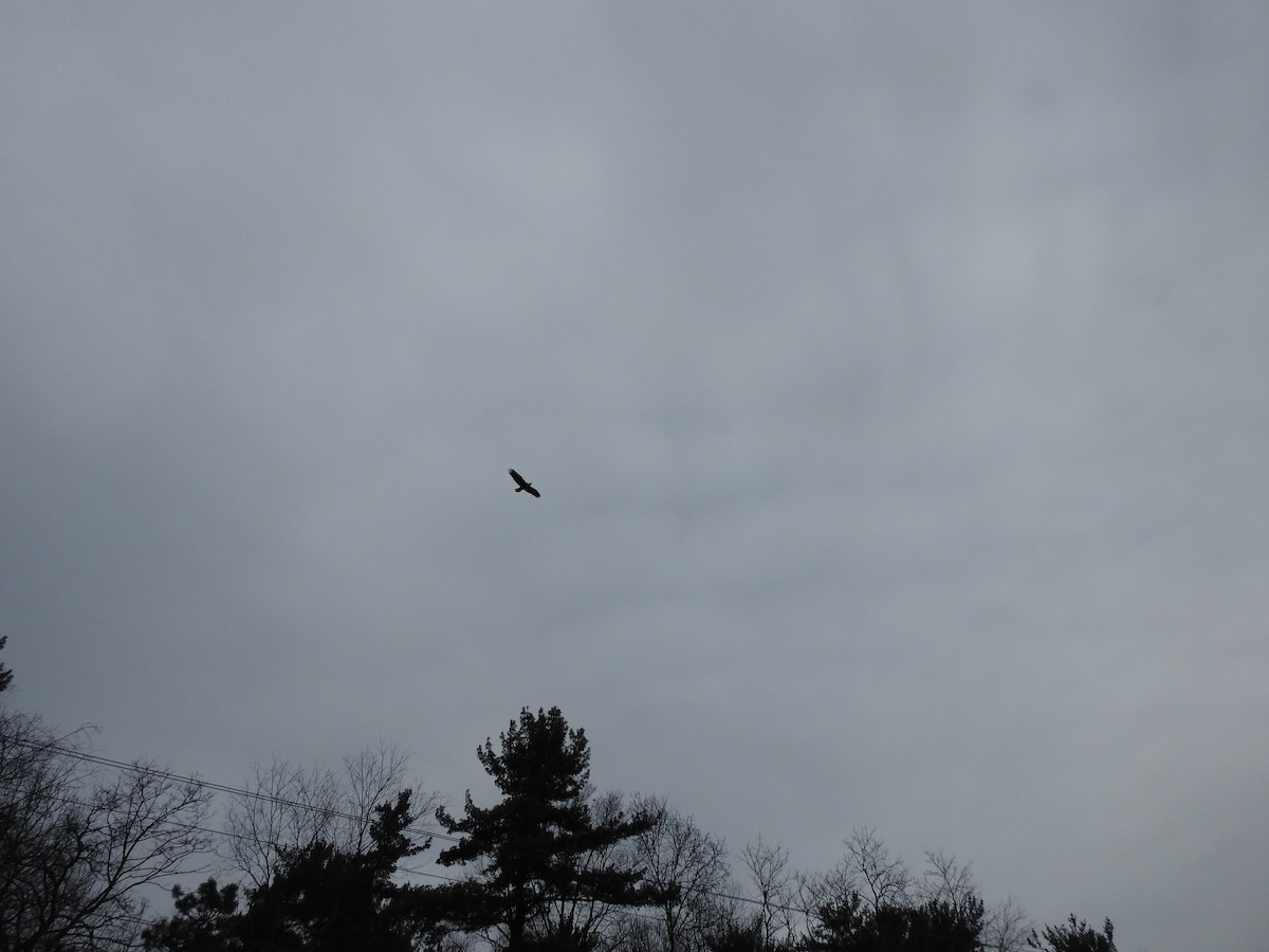 Weißkopf-Seeadler - ML647240102