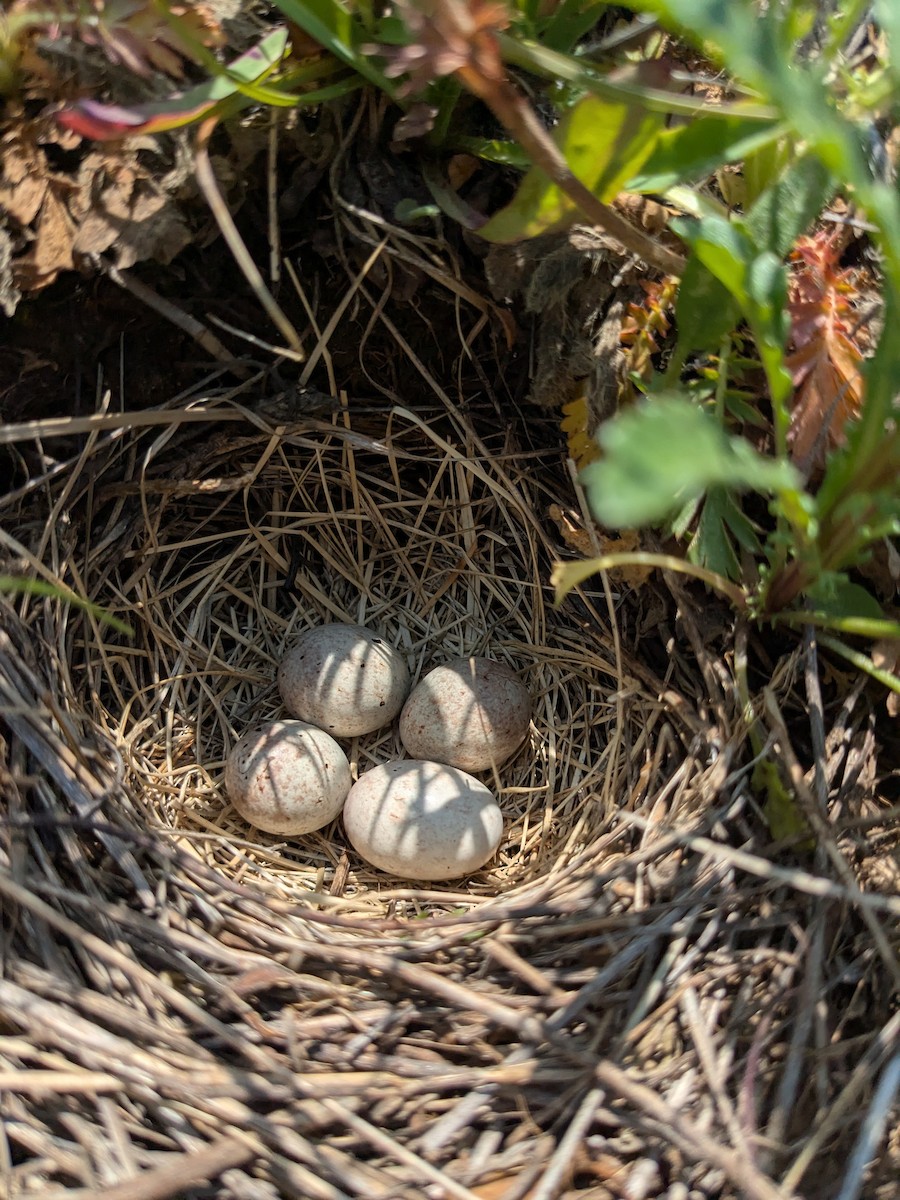 Field Sparrow - ML647240105