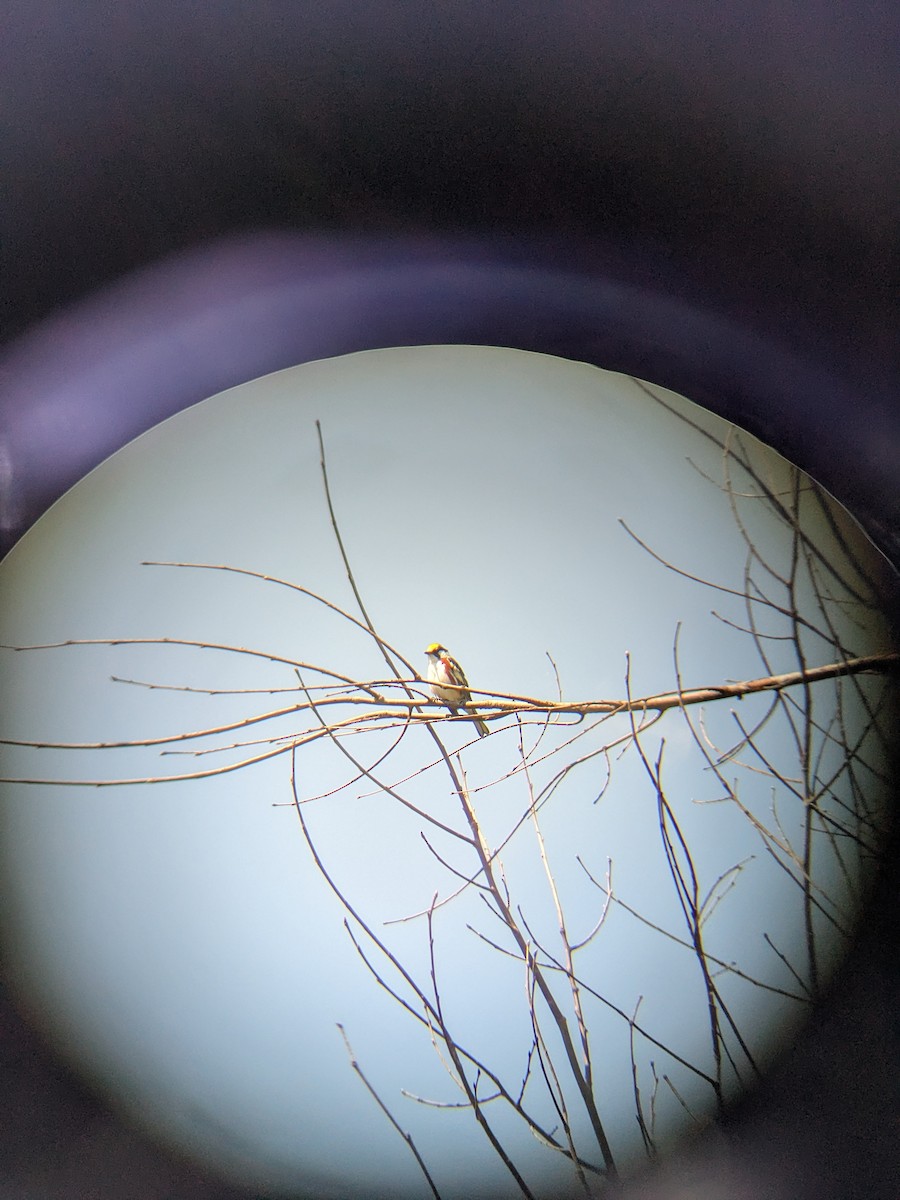 Chestnut-sided Warbler - ML647240111