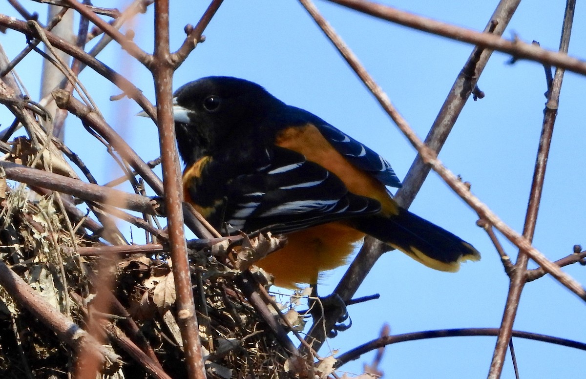 ボルチモアムクドリモドキ - ML647240113