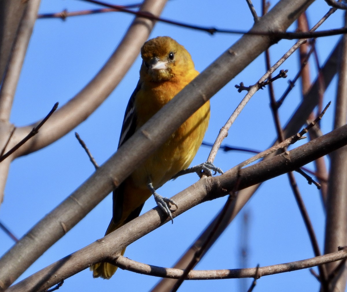 ボルチモアムクドリモドキ - ML647240114