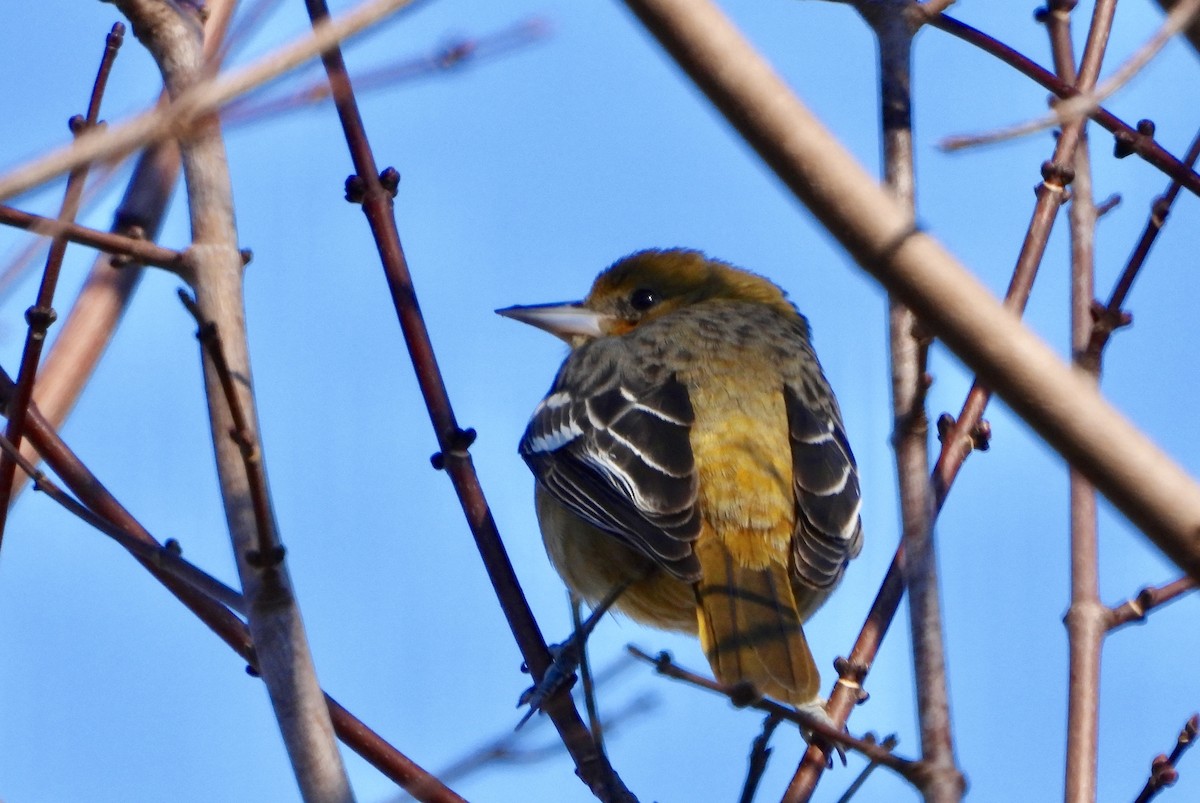 ボルチモアムクドリモドキ - ML647240115