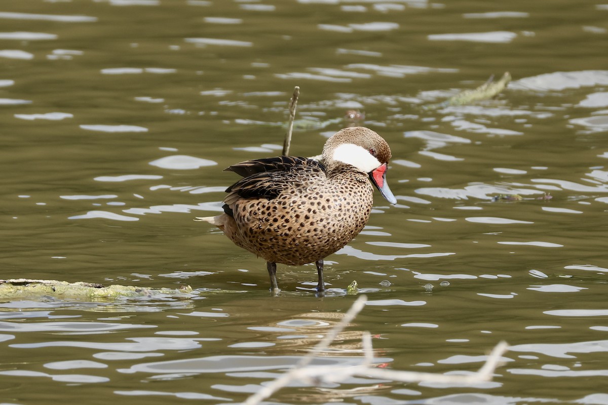 White-cheeked Pintail - ML647240121